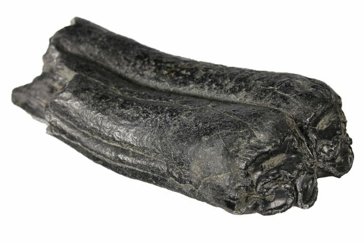 Pleistocene Aged Fossil Horse Tooth - Florida #122602